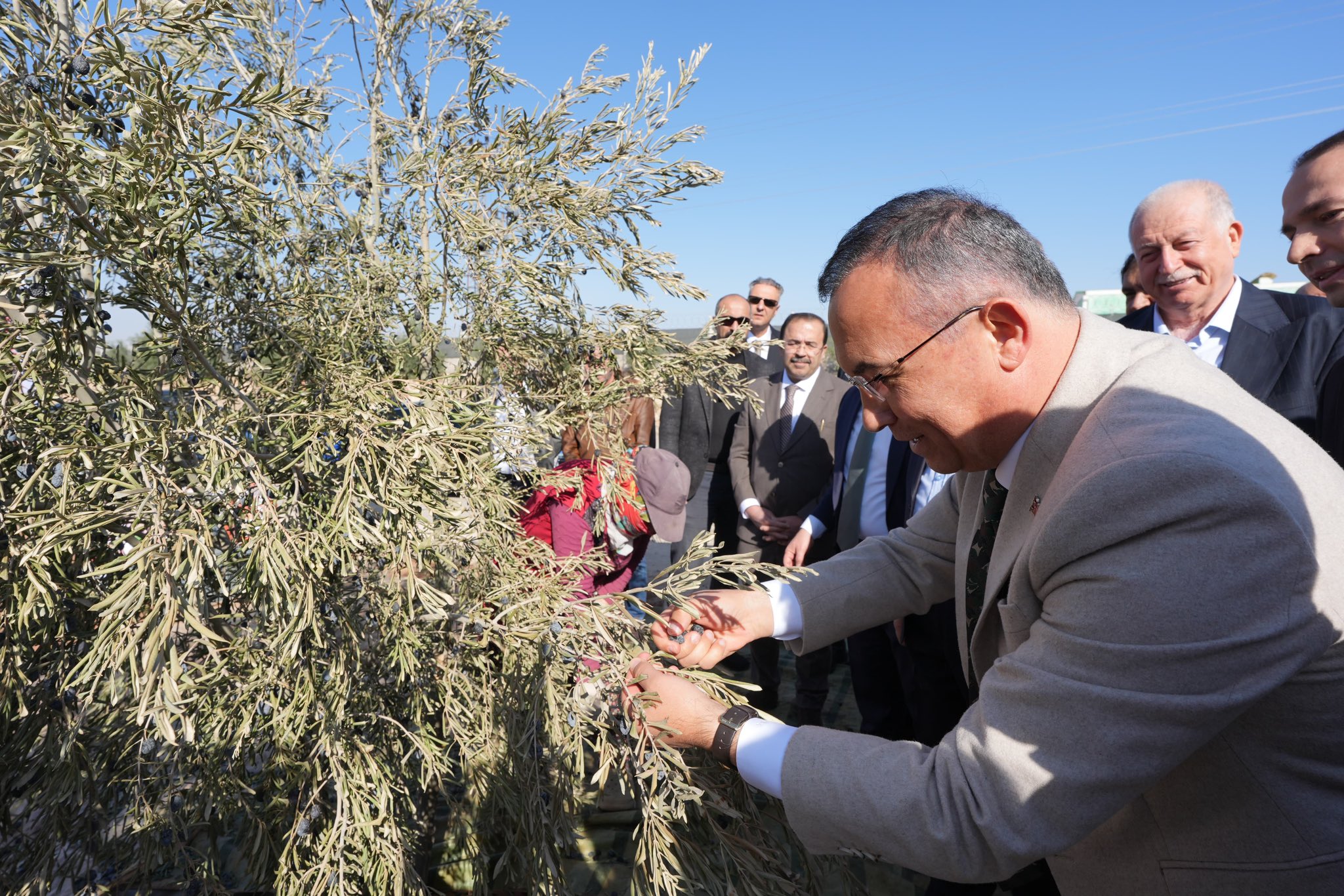 Valimiz Kemal Çeber, protokol üyeleri ile birlikte Nizip ilçemizde zeytin hasadına katıldı.
